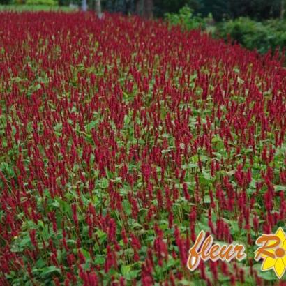 Persicaria a. 'Lisan'