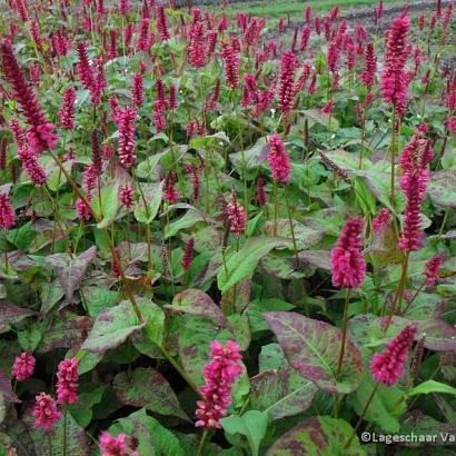 Persicaria a. 'Lisan'