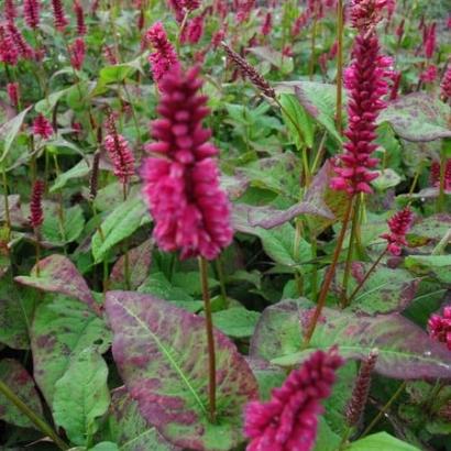 Persicaria a. 'Lisan'