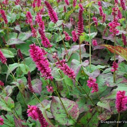 Persicaria a. 'Lisan'