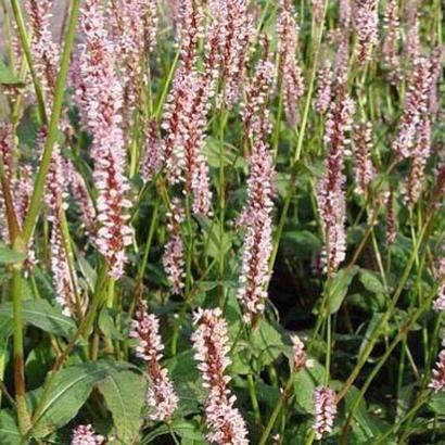 Persicaria a. 'Rosea'