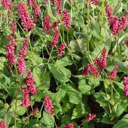 Persicaria a. 'Taurus'