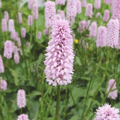 Persicaria bistorta