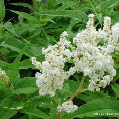 Persicaria polymorpha