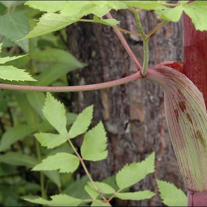 Peucedanum verticillare