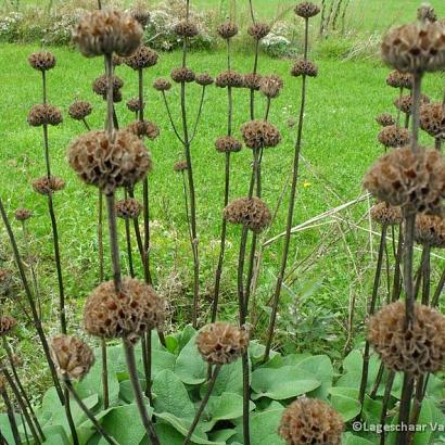 Phlomis russeliana