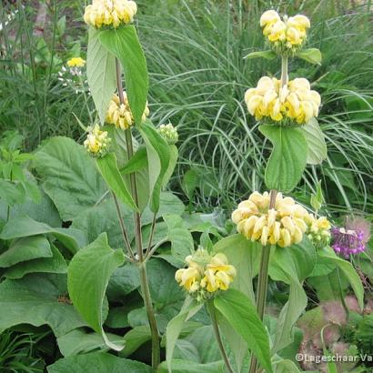 Phlomis russeliana