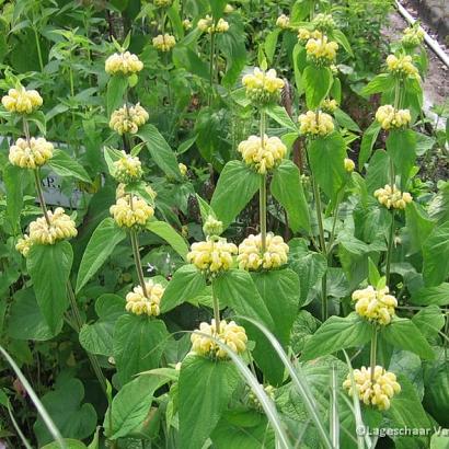 Phlomis russeliana