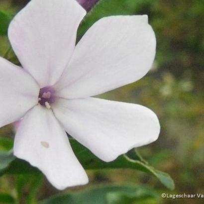 Phlox pan. oervorm