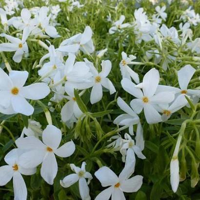 Phlox stolon. 'Alba'