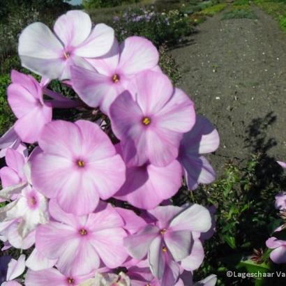 Phlox (M) 'Alpha'