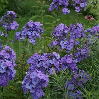 Phlox (P) 'Blue Paradise'