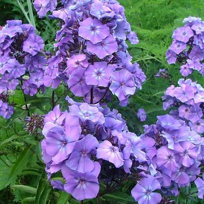 Phlox (P) 'Blue Paradise'