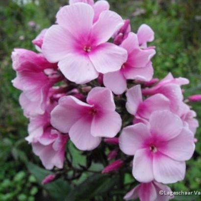 Phlox (P) 'Bright Eyes'