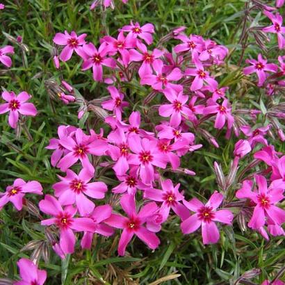 Phlox (S) 'Scarlet Flame'