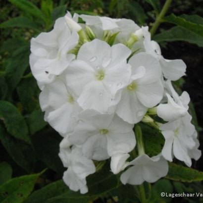 Phlox (P) 'White Admiral'