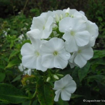 Phlox (P) 'White Admiral'