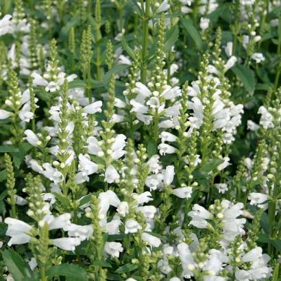 Physostegia v. 'Summer Snow'