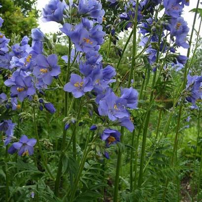 Polemonium caeruleum