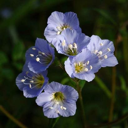 Polemonium reptans