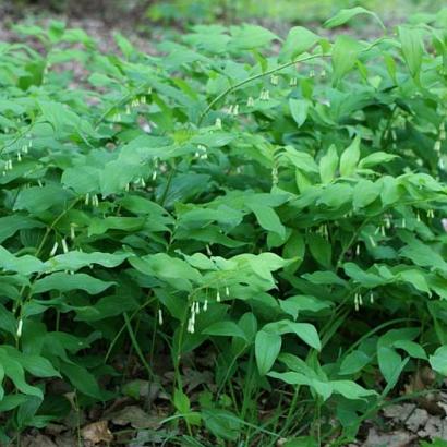 Polygonatum multiflorum