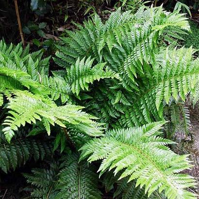 Polystichum aculeatum