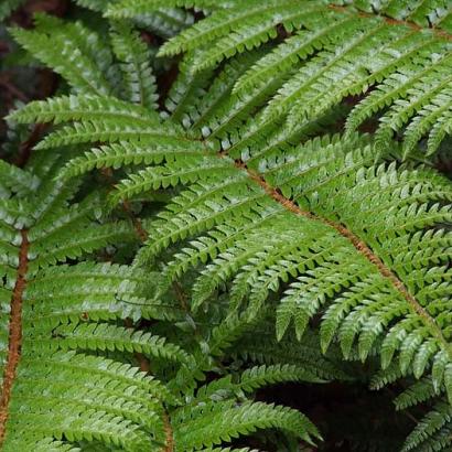 Polystichum polyblepharum