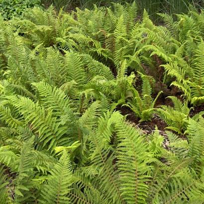 Polystichum setiferum