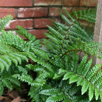 Polystichum tsussimense