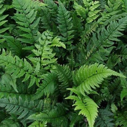 Polystichum tsussimense