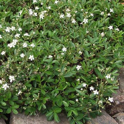 Potentilla tridentata 'Nuuk'