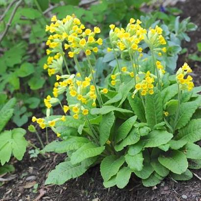 Primula veris