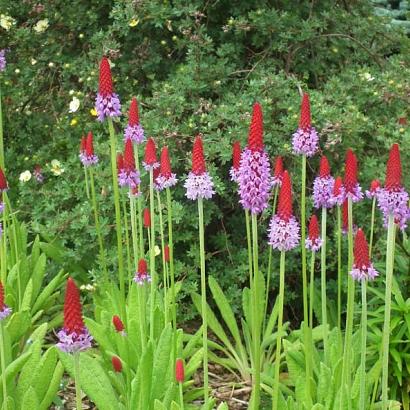 Primula vialii