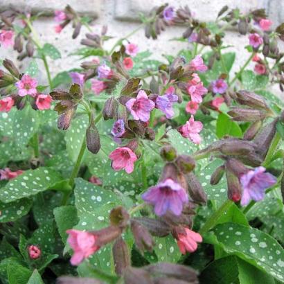 Pulmonaria officinalis