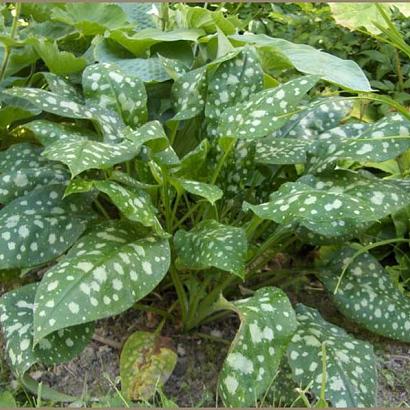 Pulmonaria off. 'Sissinghurst White