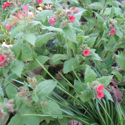 Pulmonaria rubra