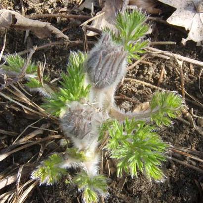 Pulsatilla vulgaris