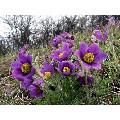 Pulsatilla vulgaris