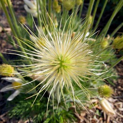 Pulsatilla v. 'Alba'