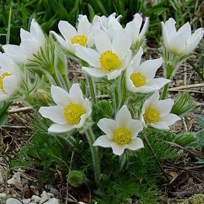 Pulsatilla v. 'Alba'