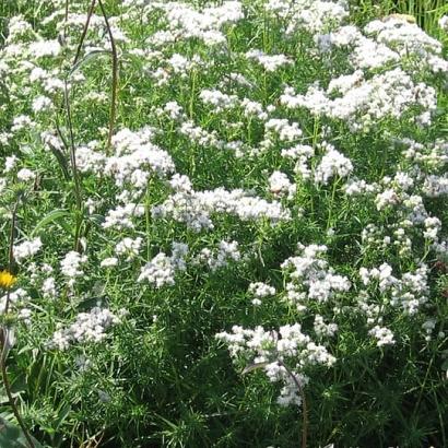 Pycnanthemum flexuosum