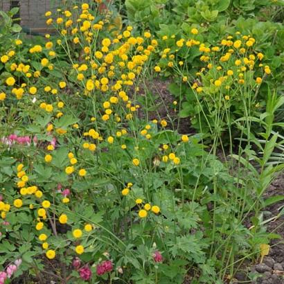 Ranunculus acris 'Multiplex'