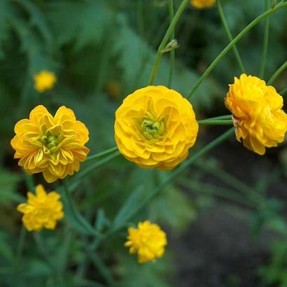 Ranunculus acris 'Multiplex'