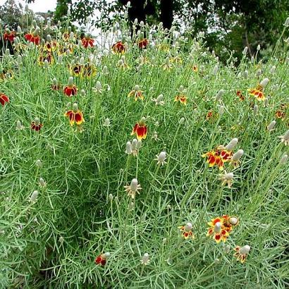 Ratibida columnifera pulcherrima