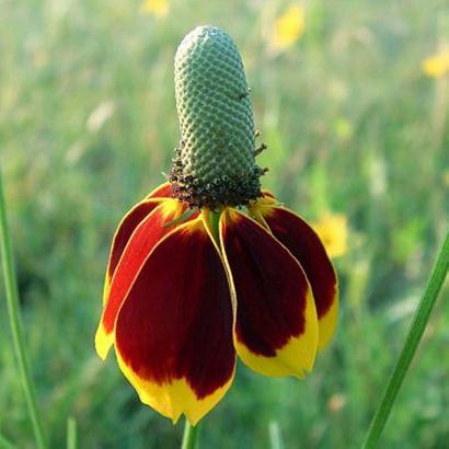 Ratibida columnifera pulcherrima