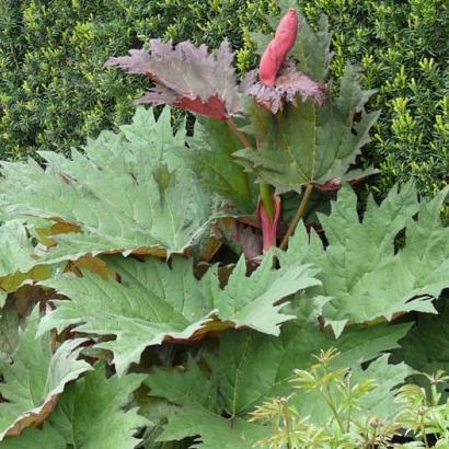 Rheum palmatum tanguticum