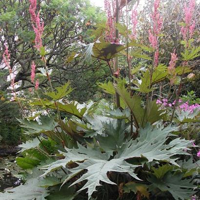 Rheum palmatum tanguticum