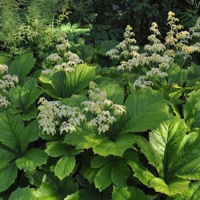 Rodgersia aesculifolia