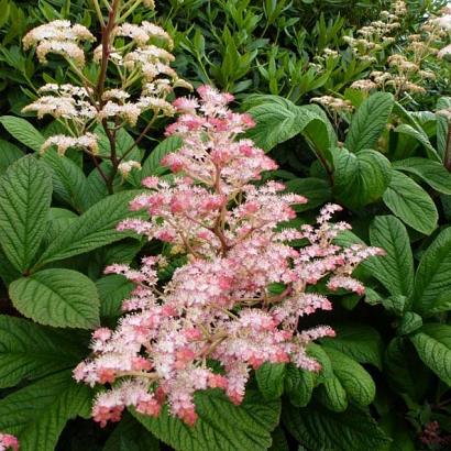 Rodgersia pinnata