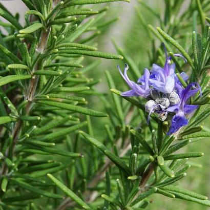 Rosmarinus officinalis